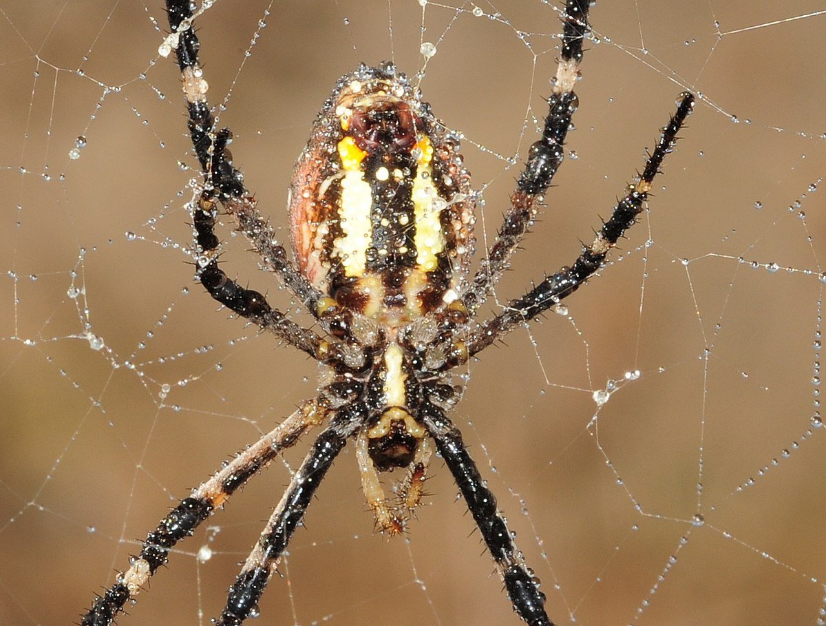 Паук с желтыми и синими линиями