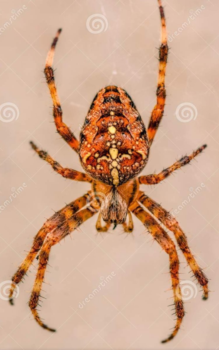Паук оранжевый с черными