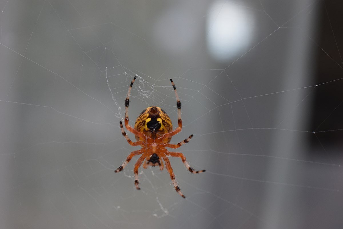 Оранжевый паук в России маленькие