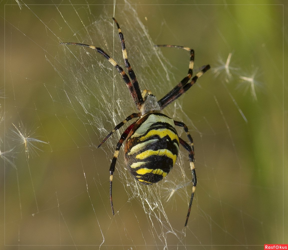 Паук Аргиопа Лобата