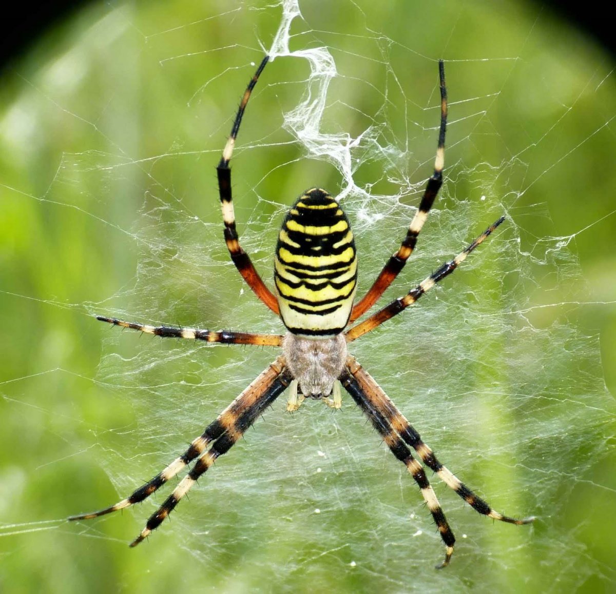 Паук Аргиопа Брюнниха Крымская