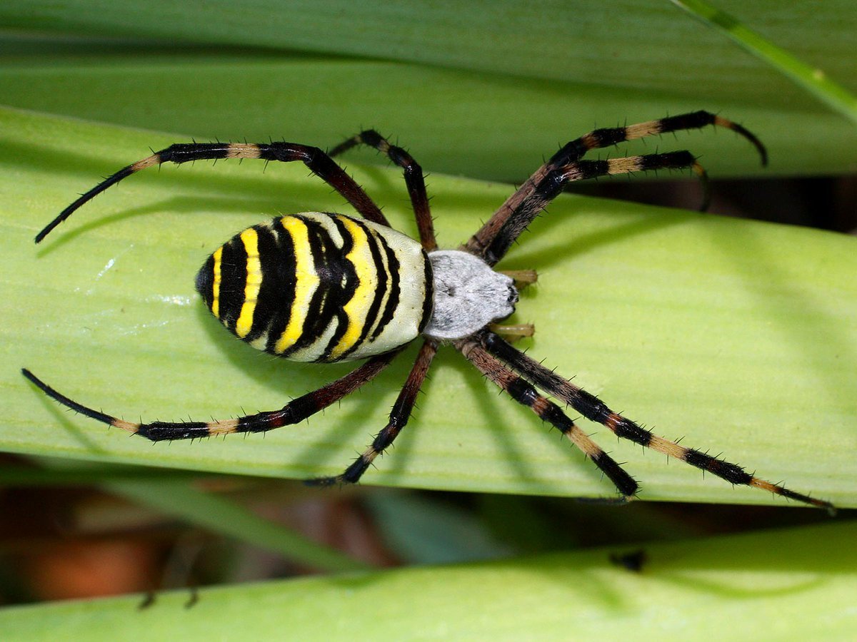 Аргиопа Брюнниха (паук-Оса)
