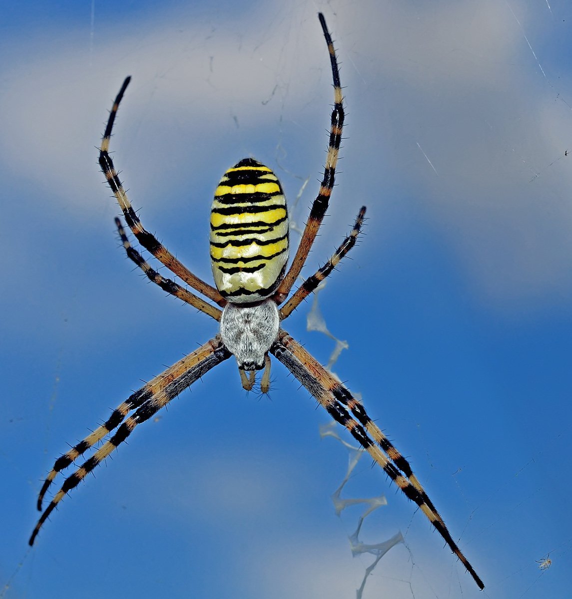 Паук Аргиопа Брюнниха