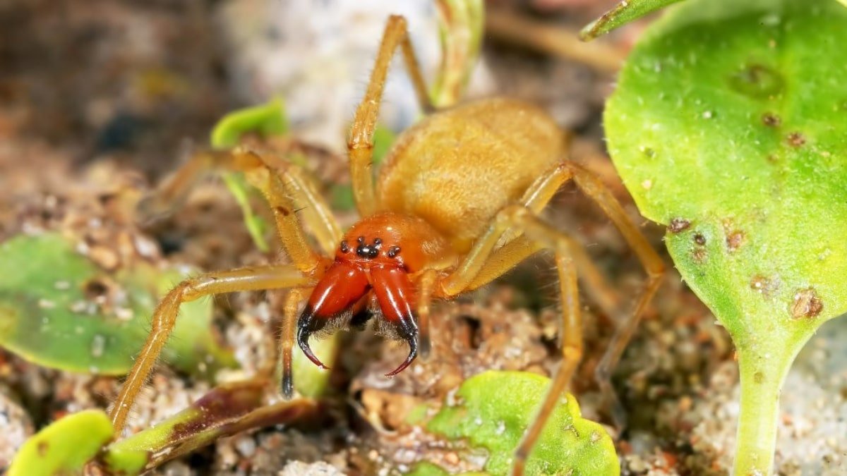 Сумочный паук