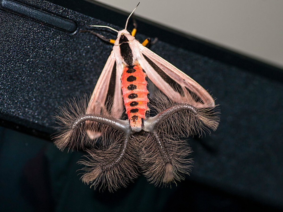 Бабочка Медведица Creatonotos