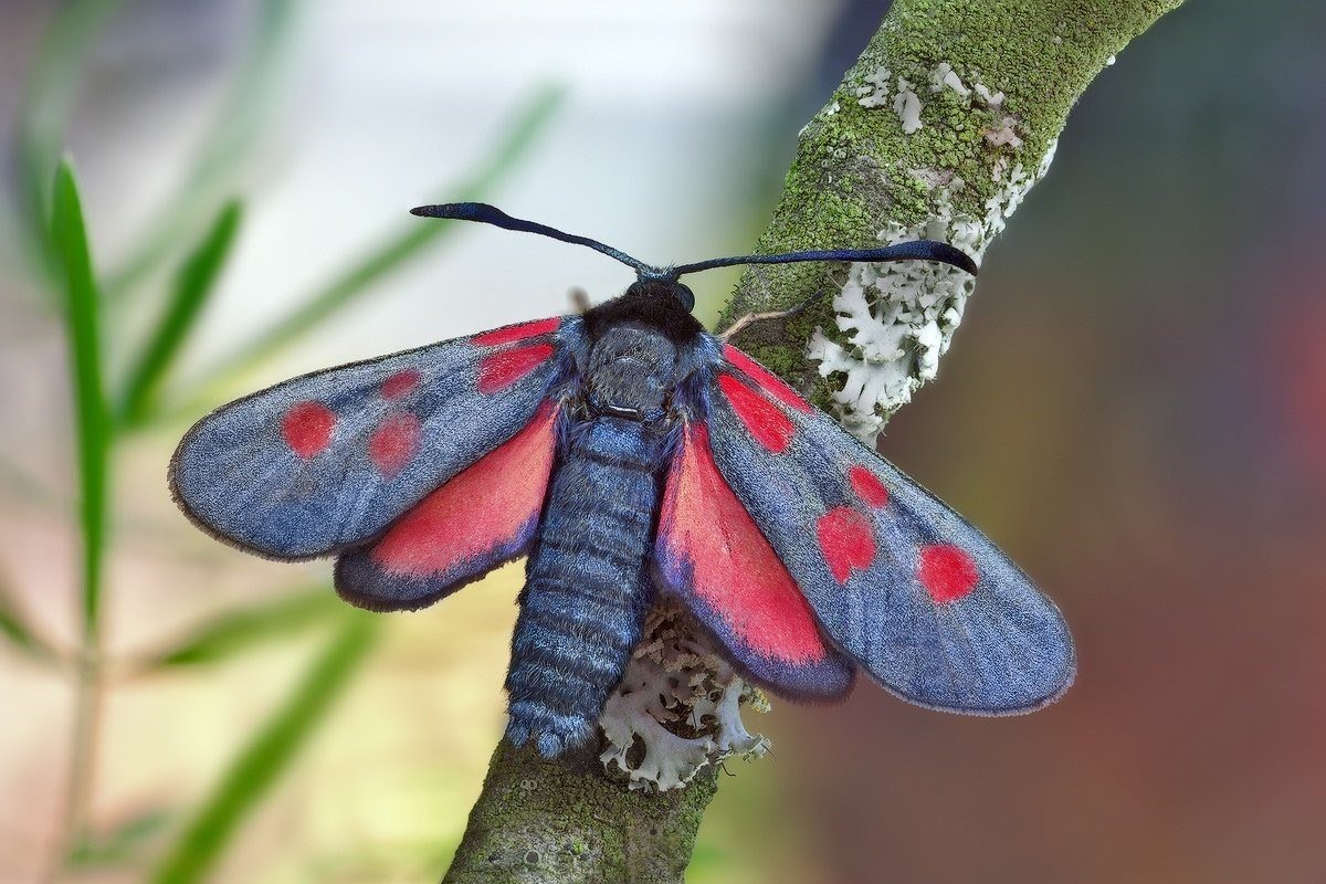 Бабочки Приморского края