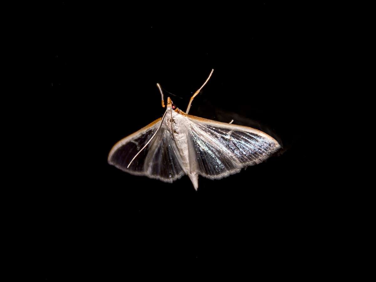 Ночной мотылек в полете