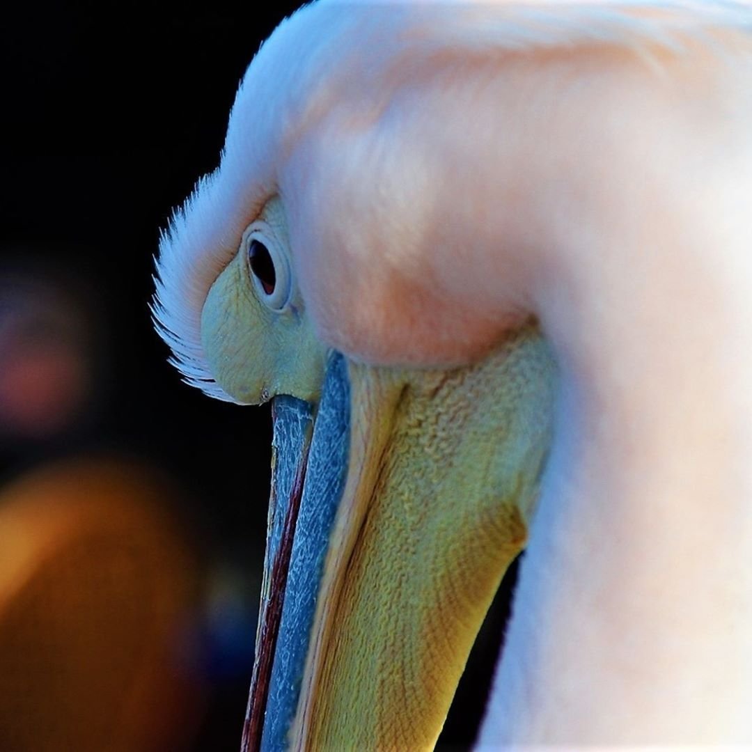 Рыба из клюва пеликана геншин. Пеликан скульптура. Пеликан ноги. Пеликан в ухе. Яйца пеликана.