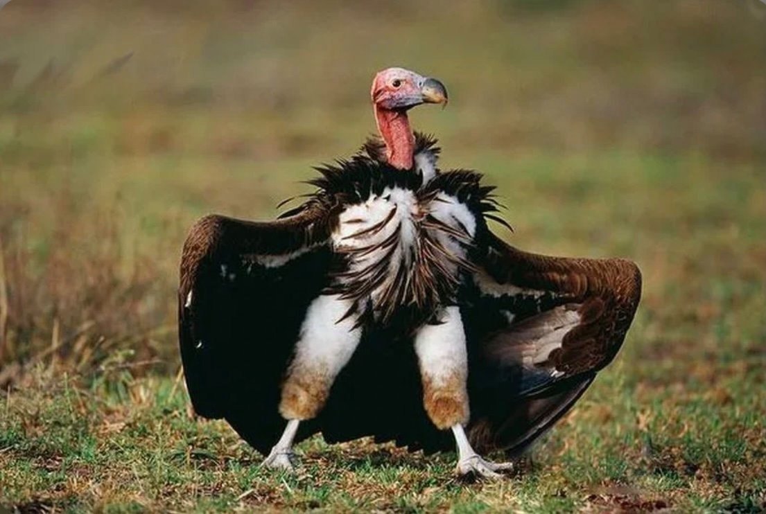 Африканский Ушастый гриф