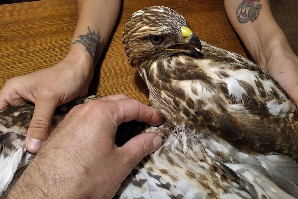 Хищные птицы Мордовии