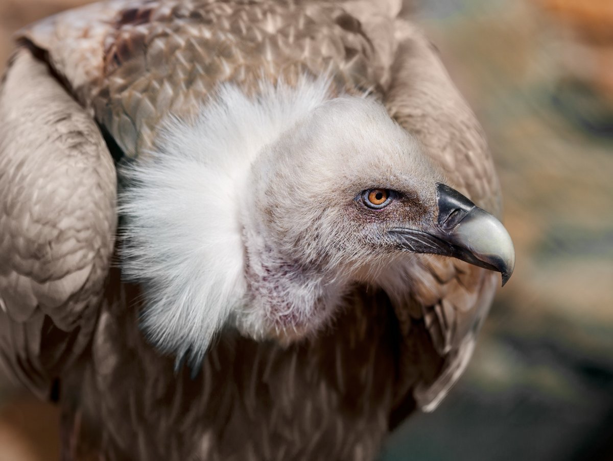 Крымский белоголовый СИП