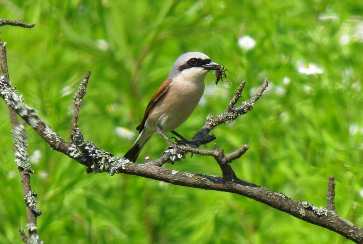 Сорокопут жулан