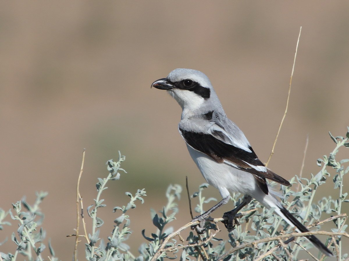 Белогрудый сорокопут