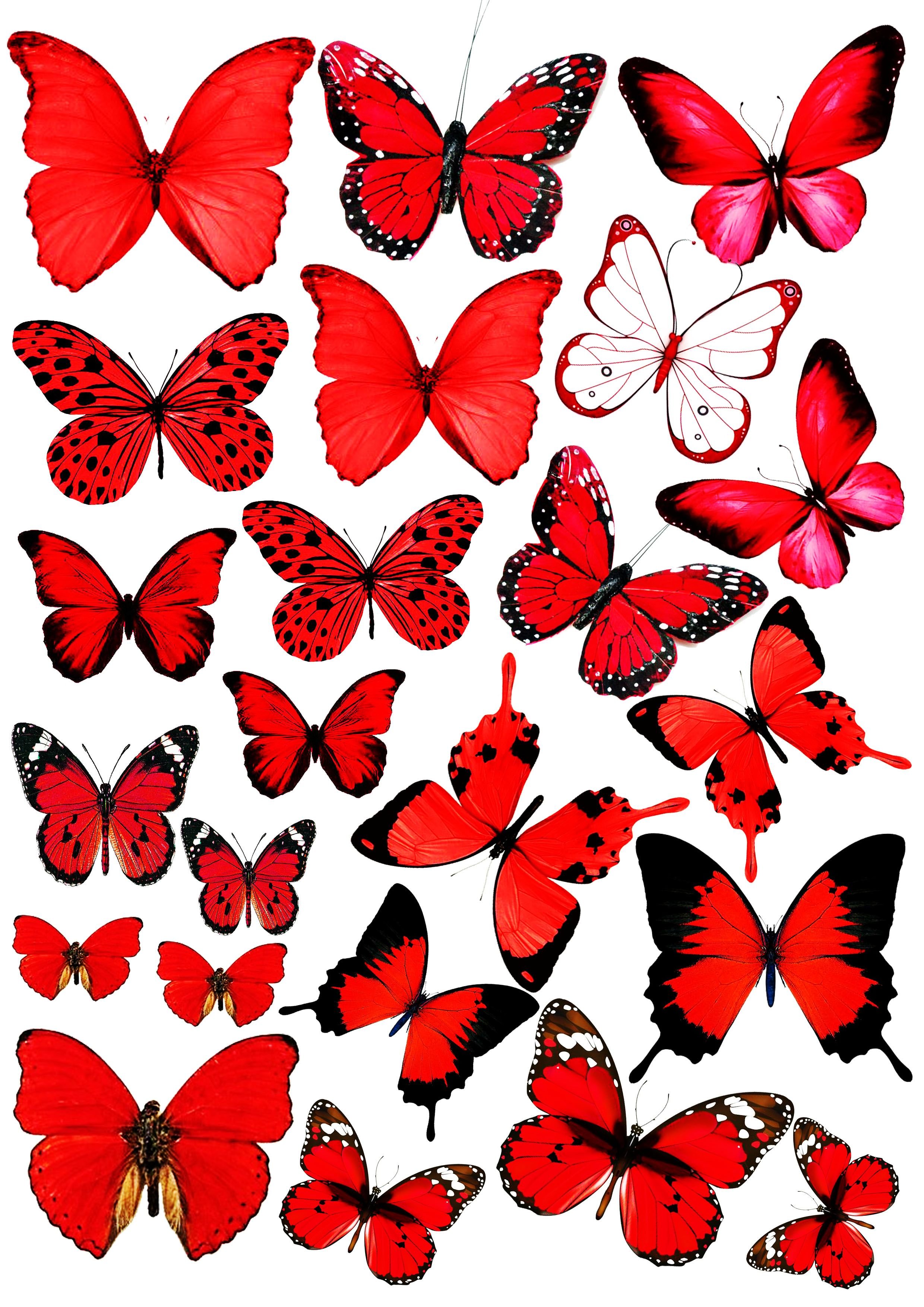 Бабочки для торта картинки для печати. Красная бабочка. Торт «бабочки». Бабочки цветные. Бабочки картинки.