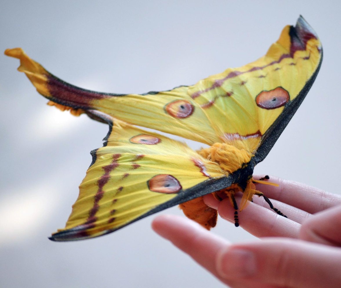 Мир бабочек