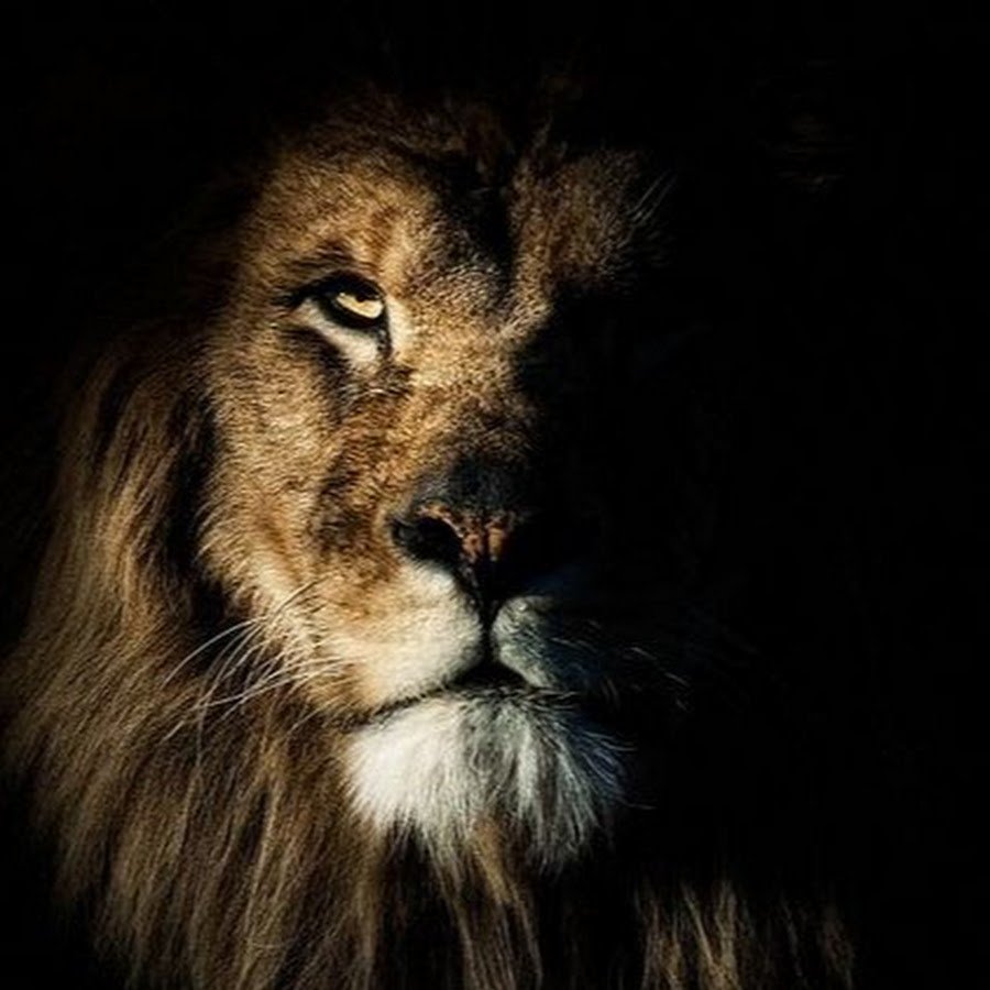 Лев в темноте