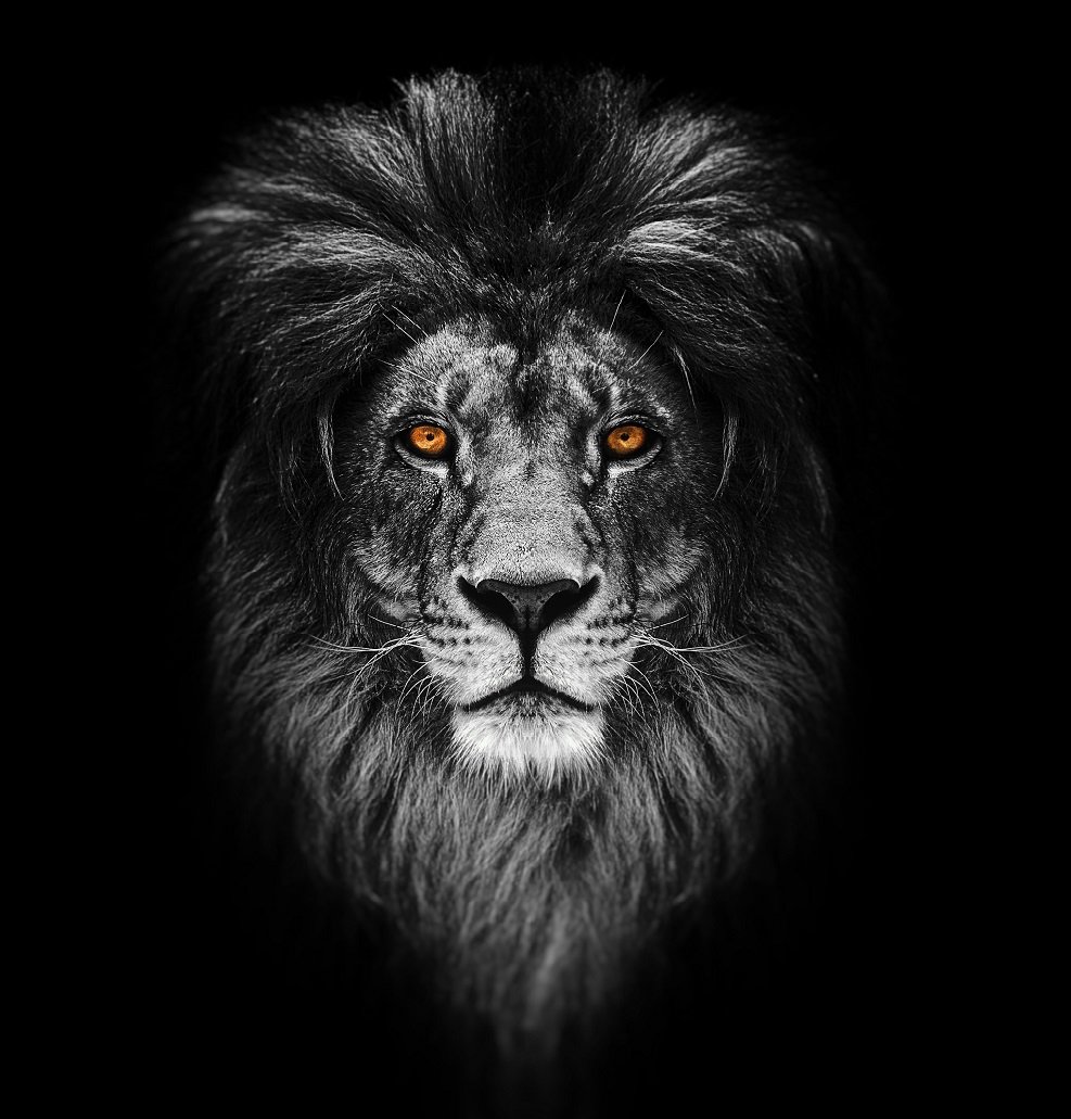 Фотообои Льва на черном