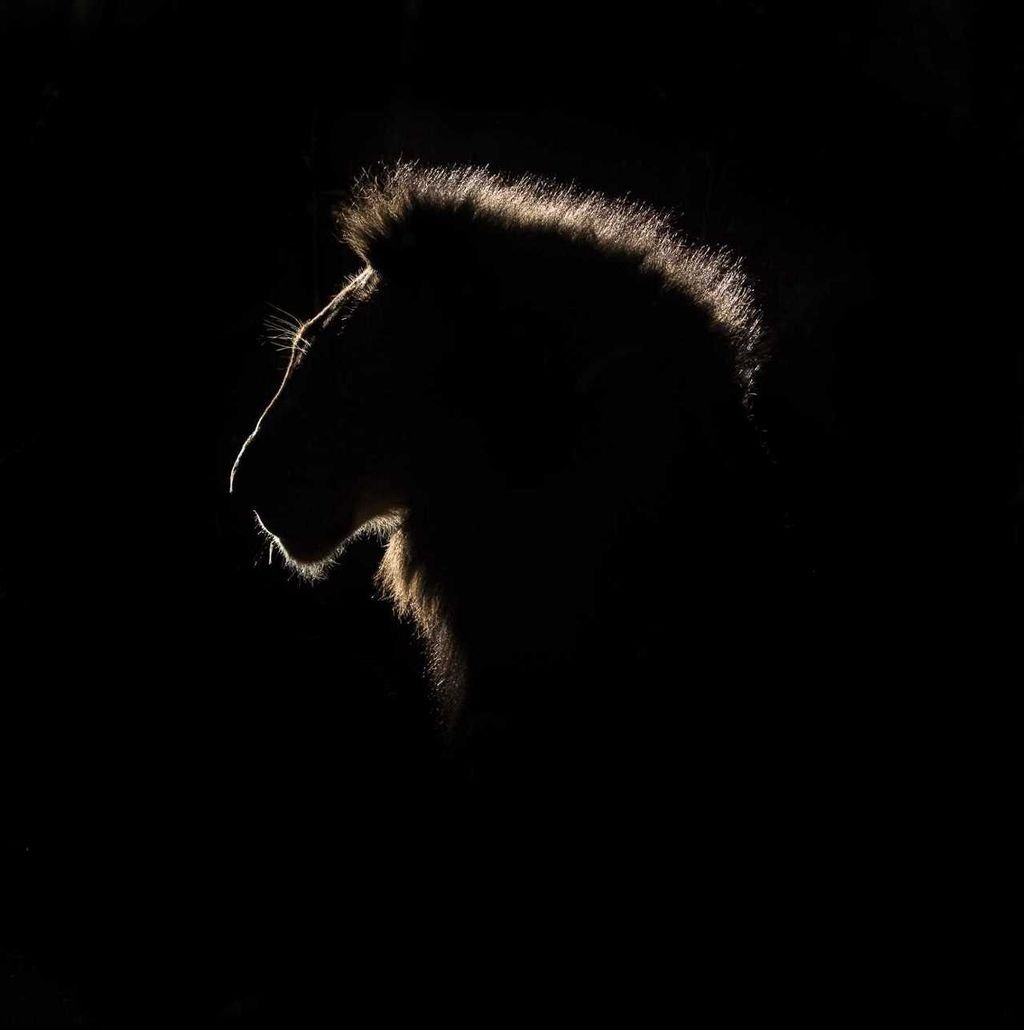 Лев силуэт в темноте