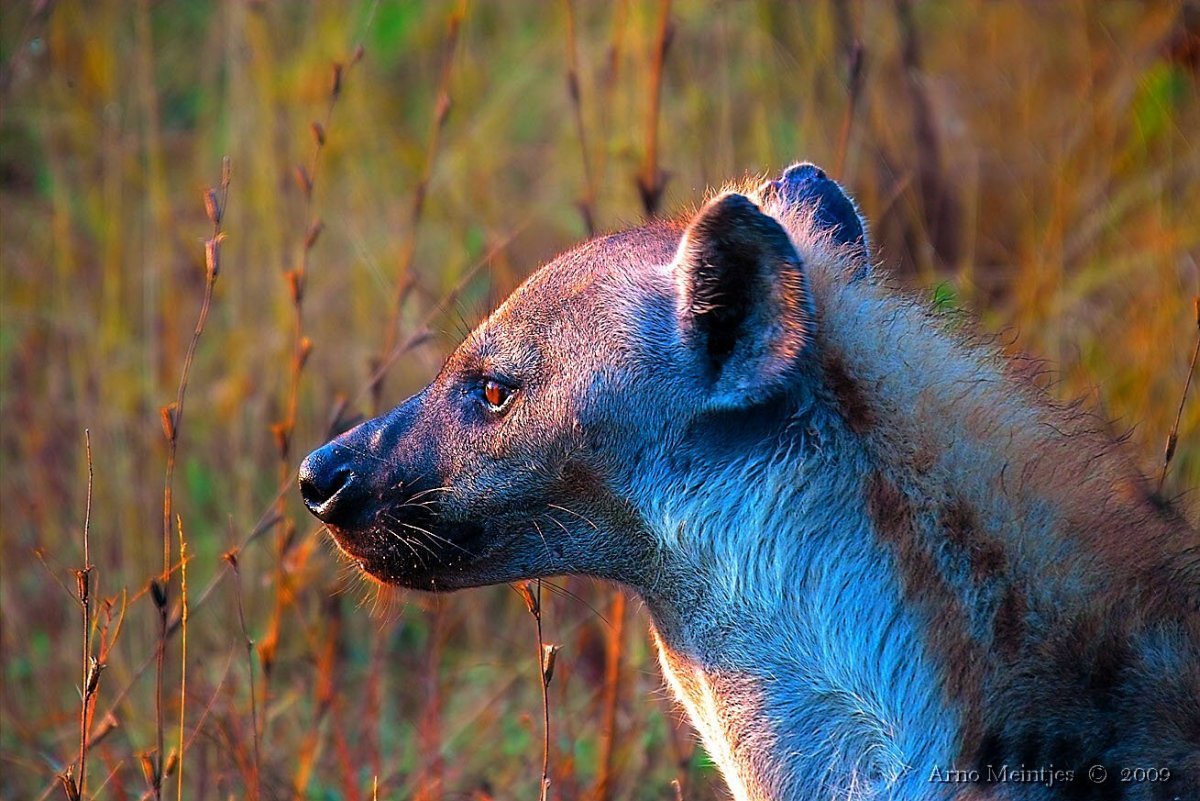 Красивая гиена