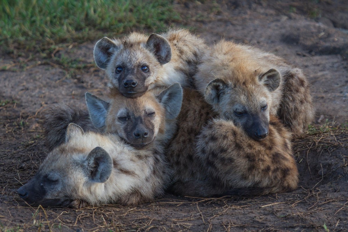 Детеныш гиены