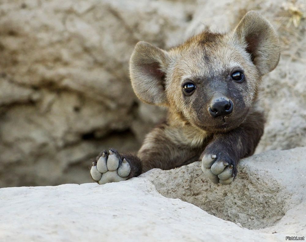Гиена милая
