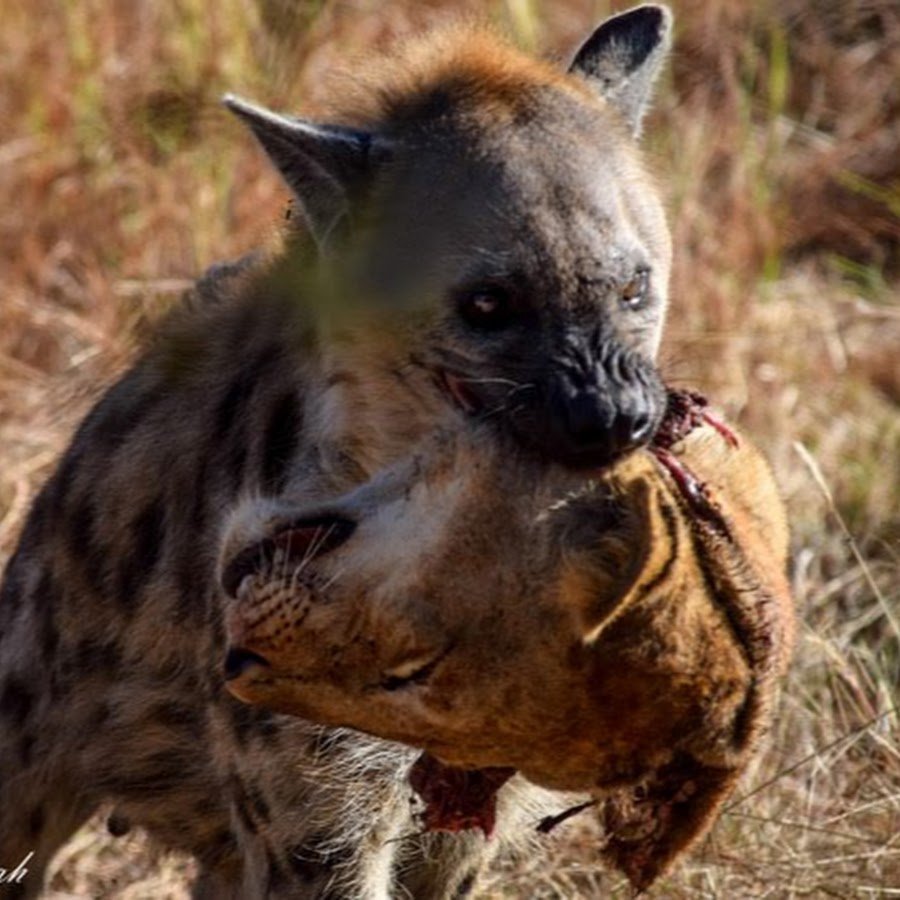 Чихуахуа гиена