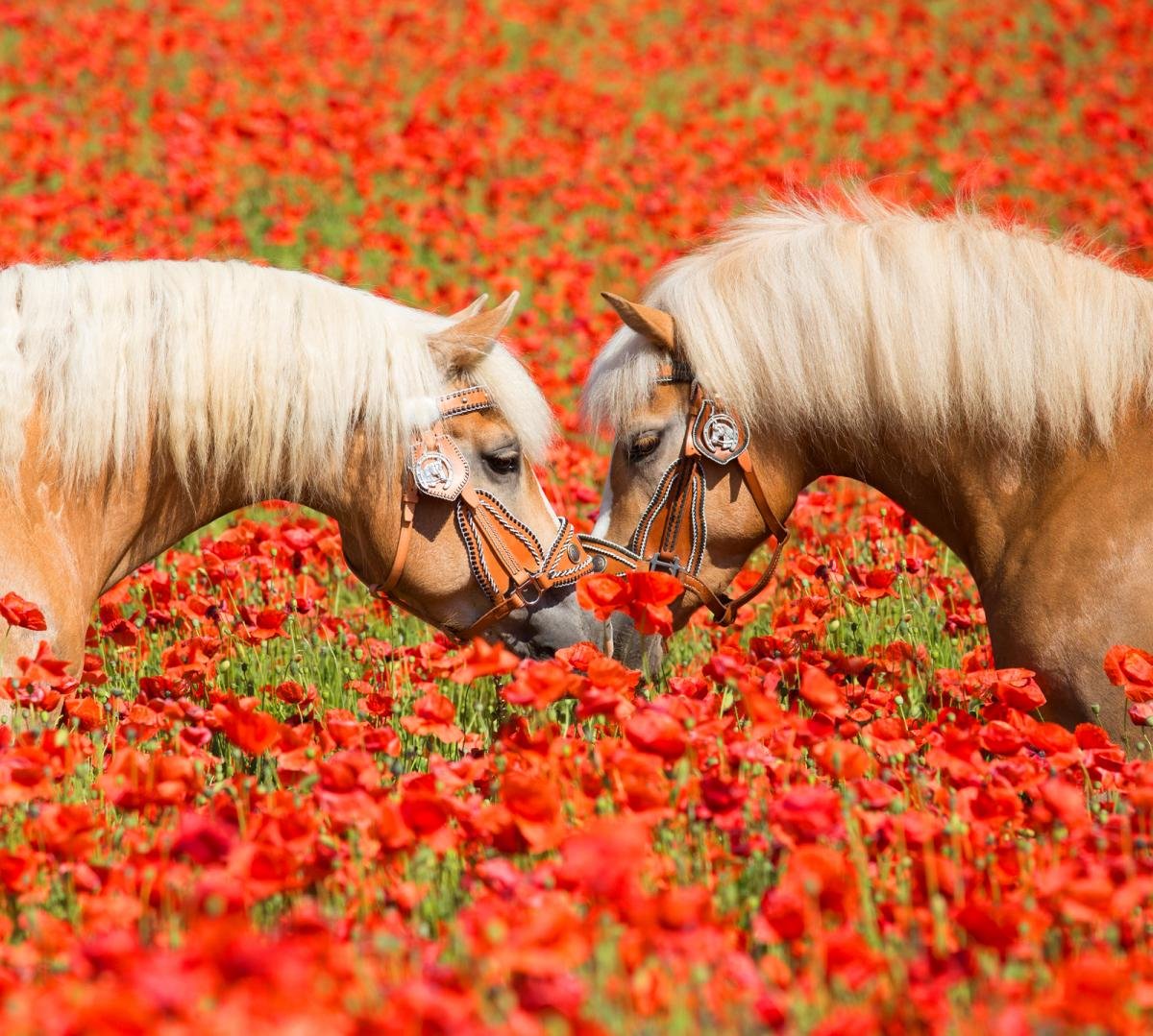 Красивые лошади с цветами