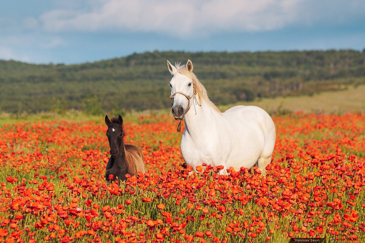 Кони в маковом поле