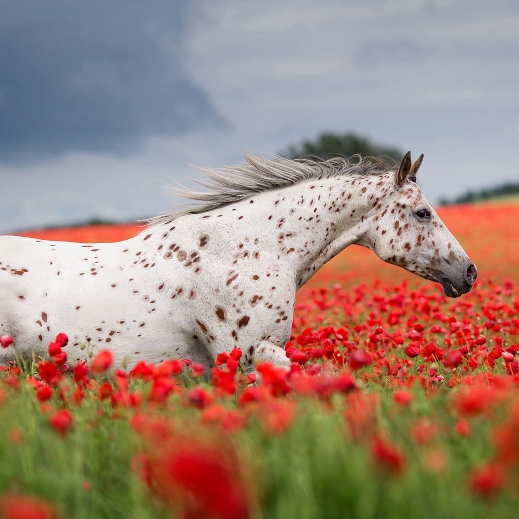 Лошадь в маковом поле