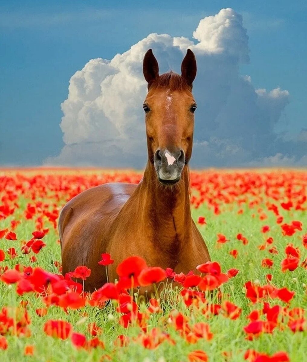 Конь в поле