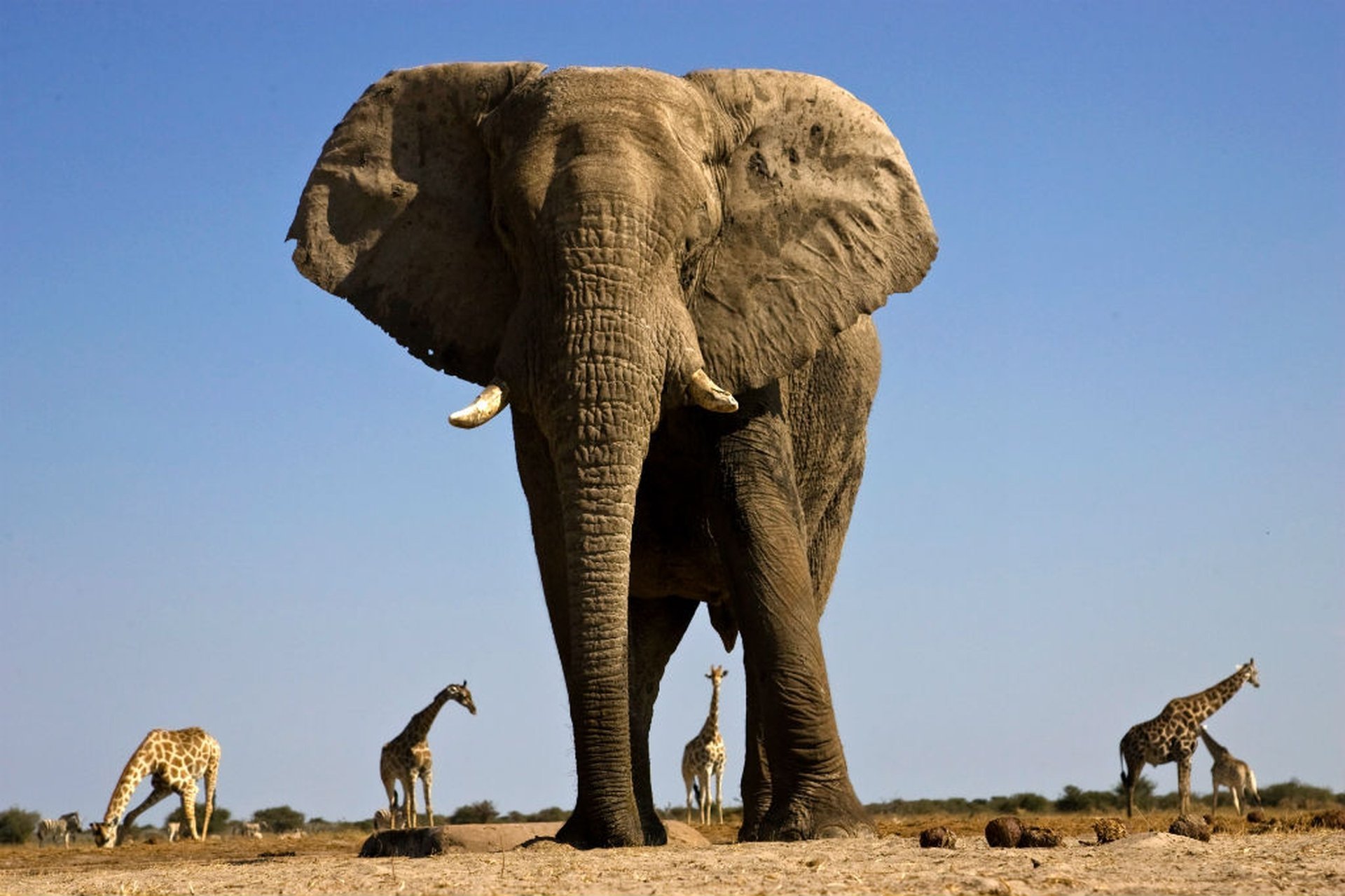 Самое крупное животное африки. Слон Йоси. Африканский саванный слон гиганты. Самый большой слон. Самый большой слон в мире.