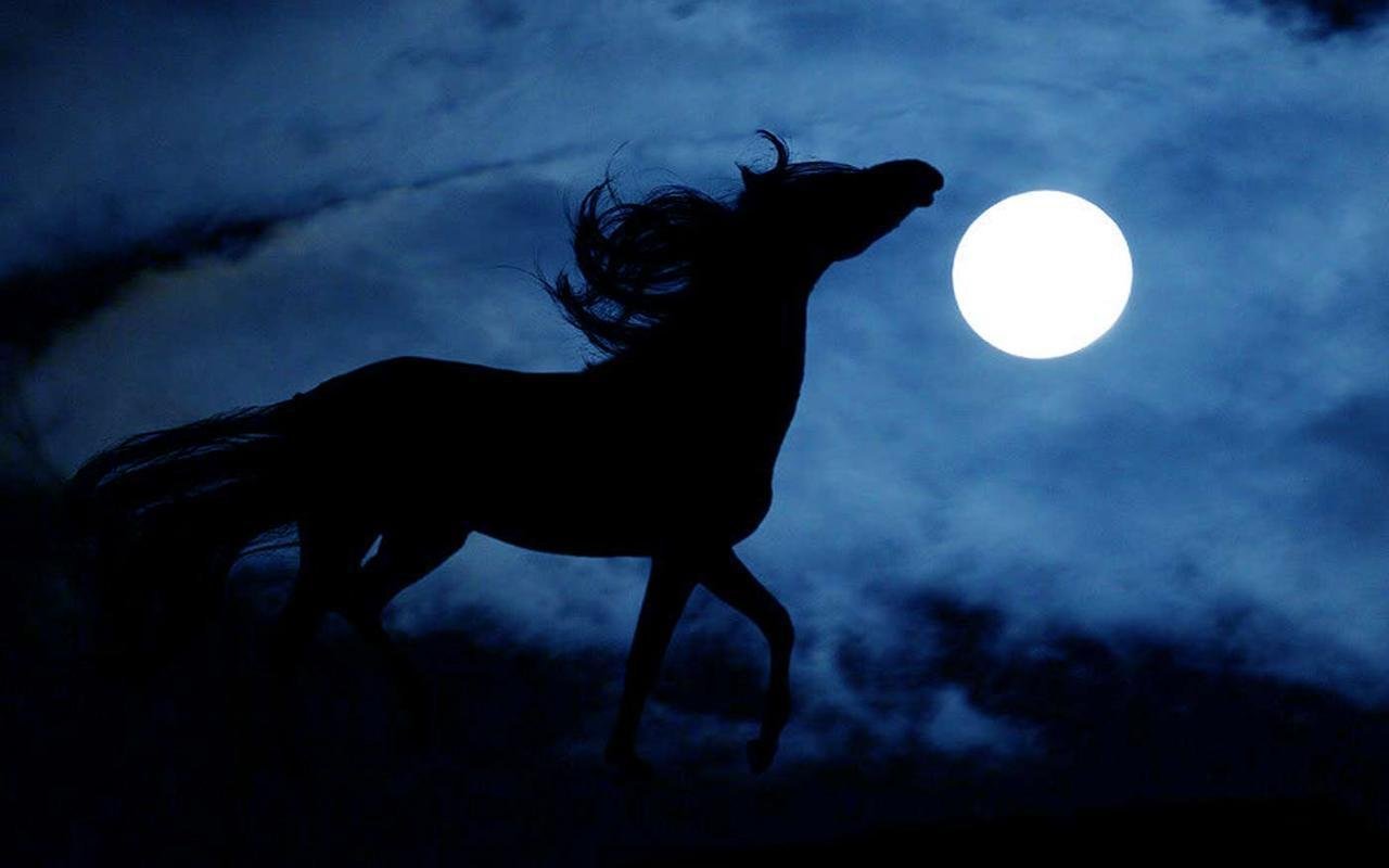 Лошадь в темноте. Конь ночью. Черный конь. Лошадь на темном фоне. Ночная кобыла.