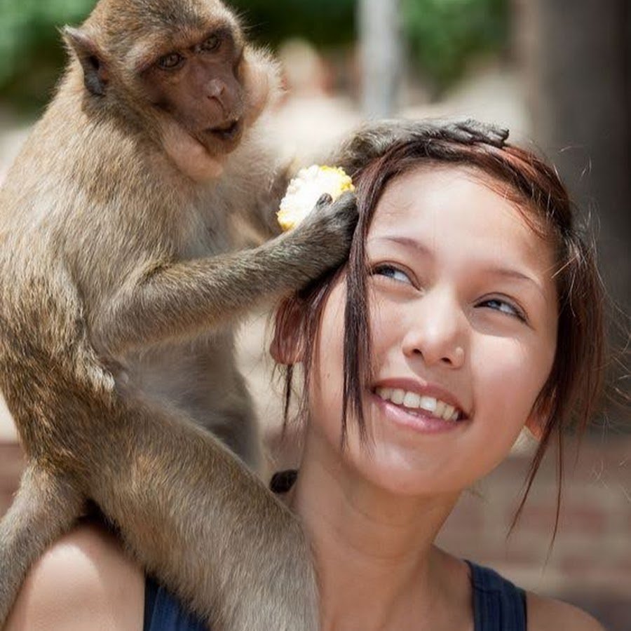 Обезьяна на плече