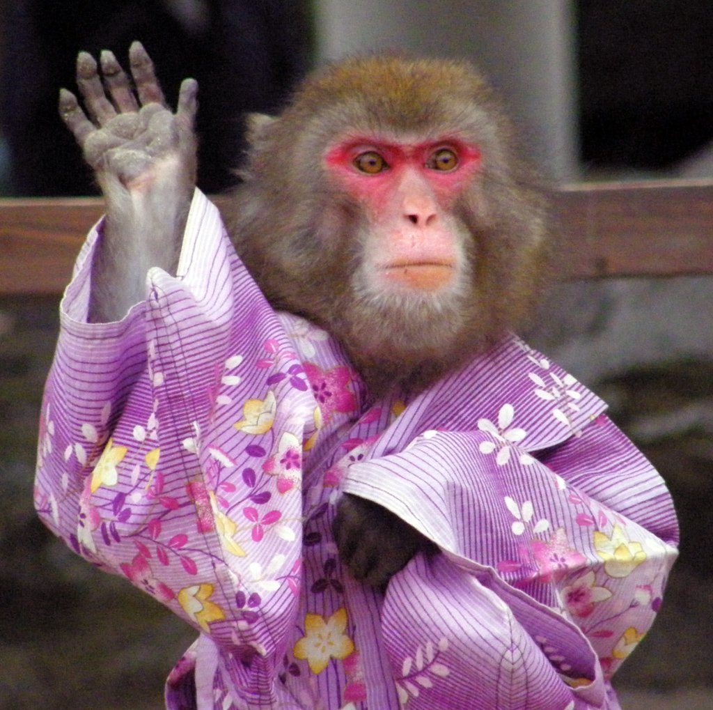 Накрашенная обезьяна