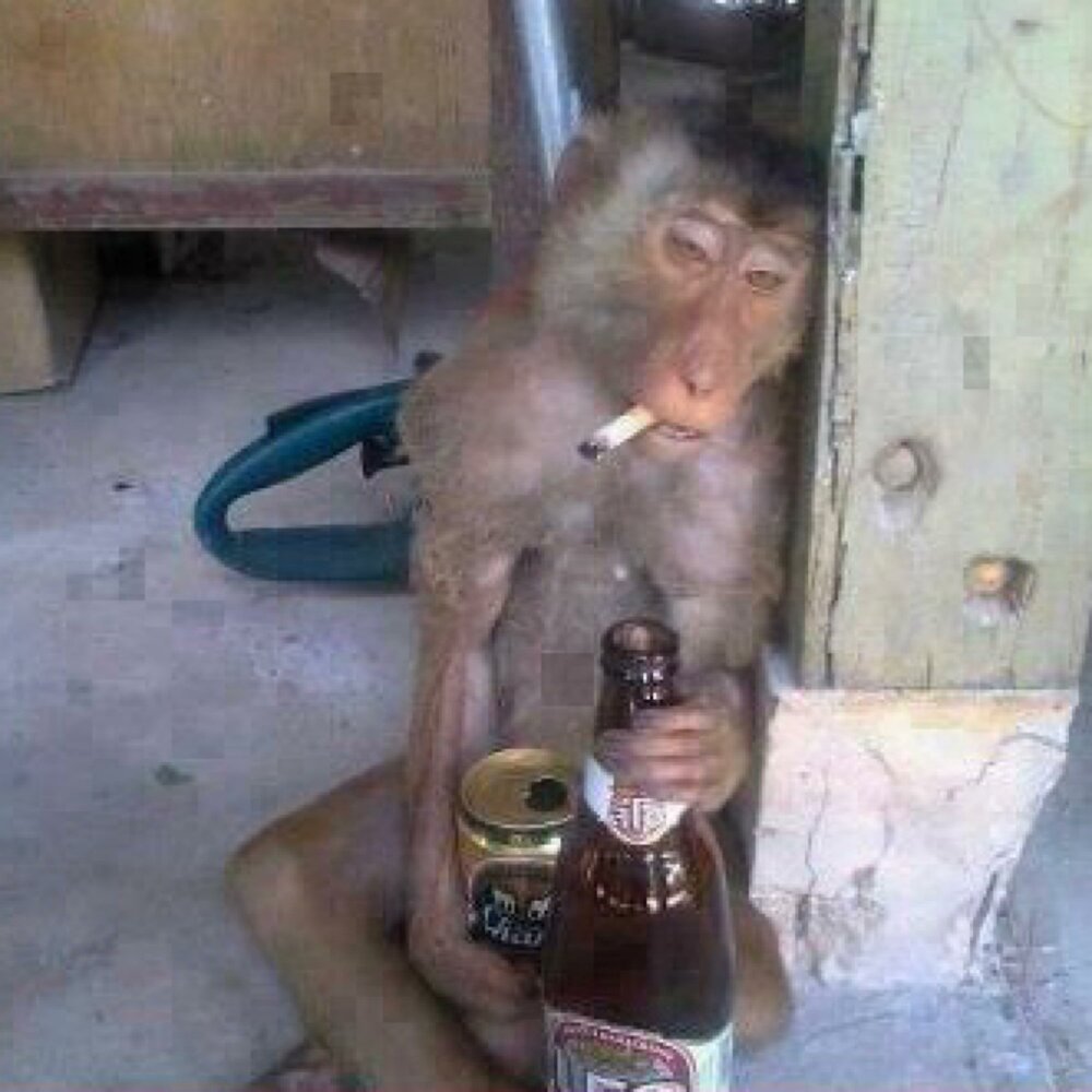 Обезьяна с пивом