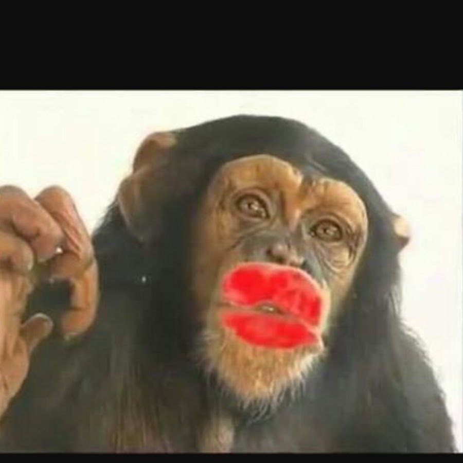 Шимпанзе с помадой