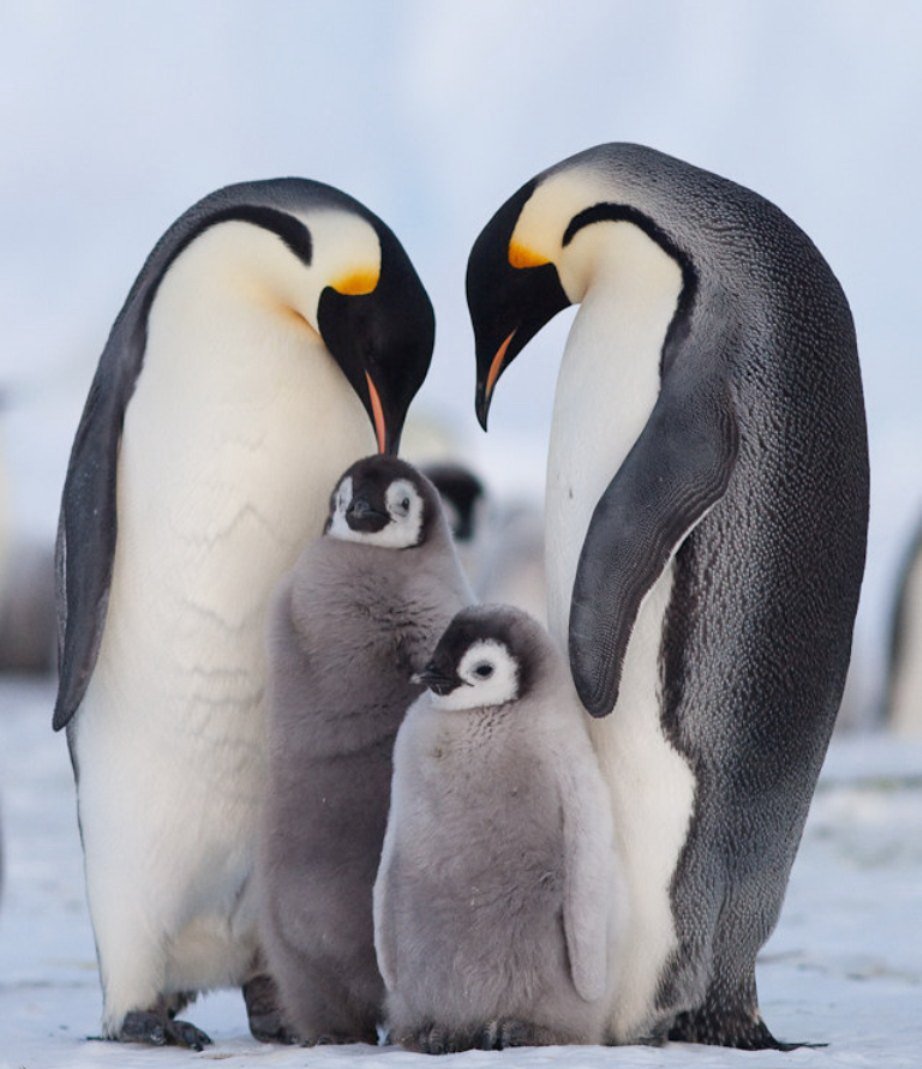 Семейства пингвиновых