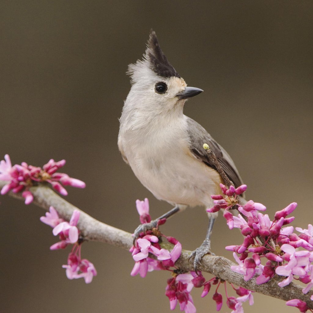 Красивая птица с хохолком