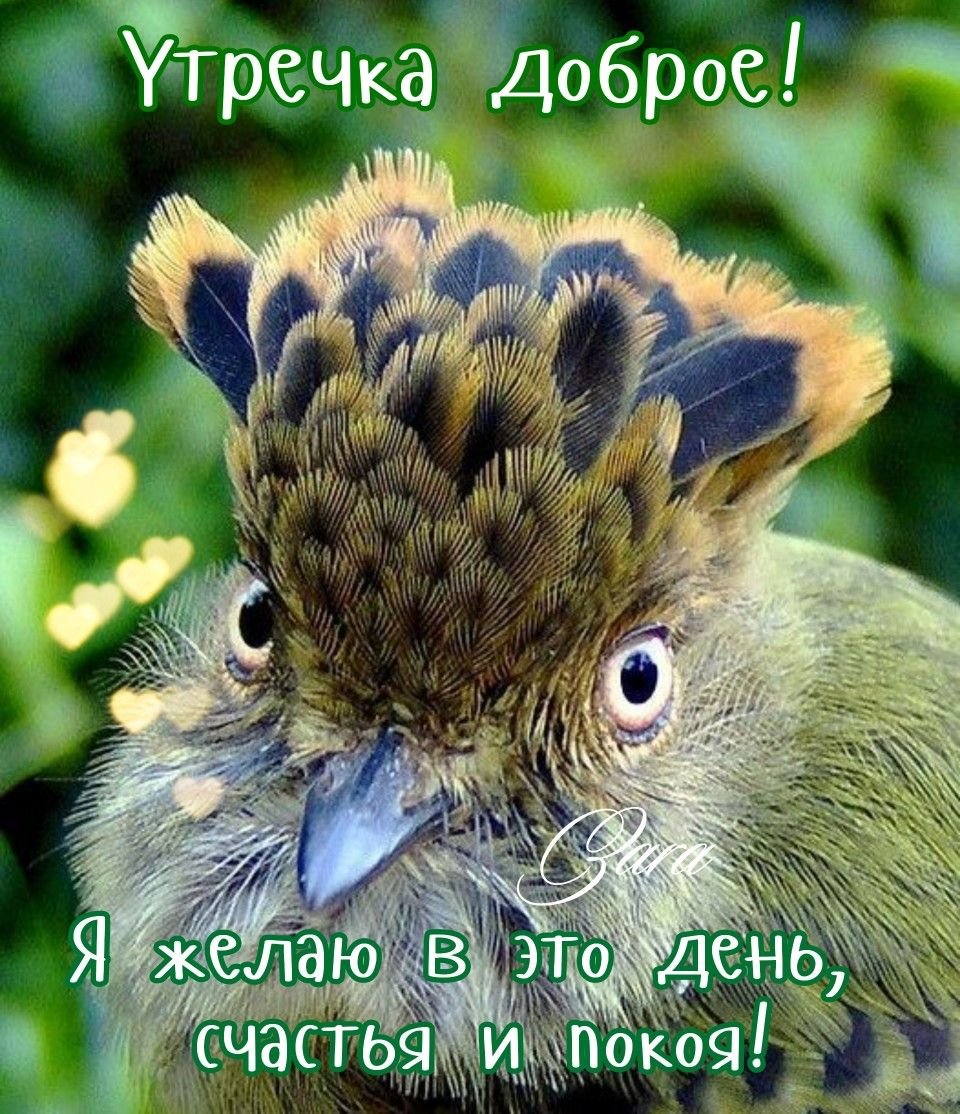 Чешуехохлый тиранчик