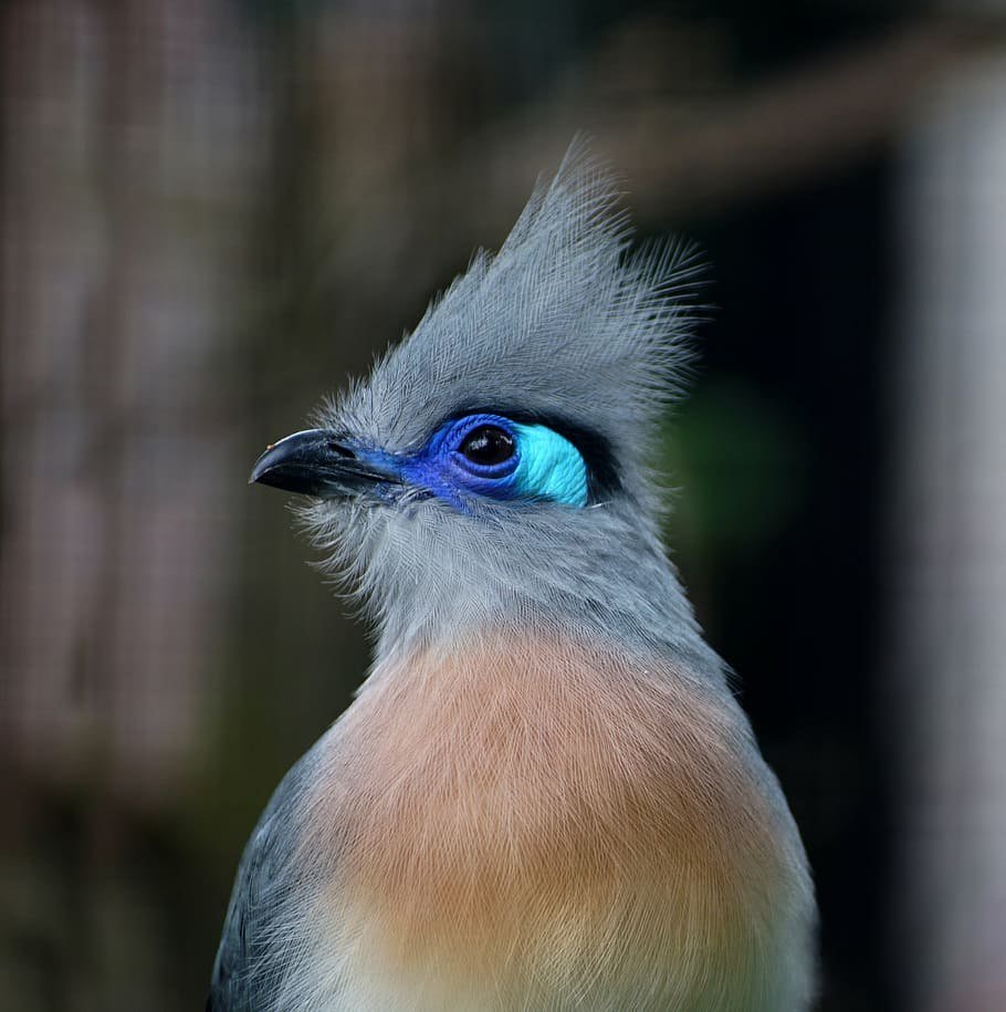 Лесные хохлатые птицы