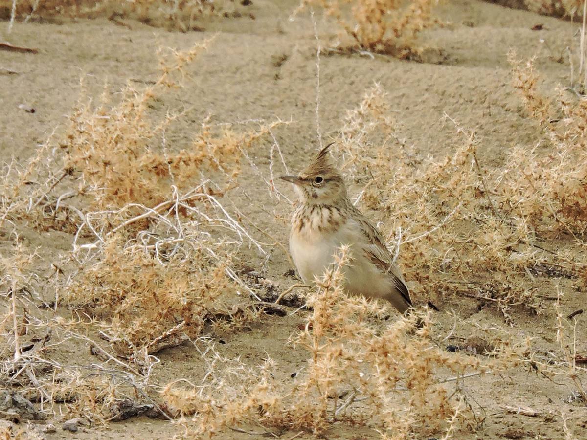 Кызылкум хохлатый Жаворонок