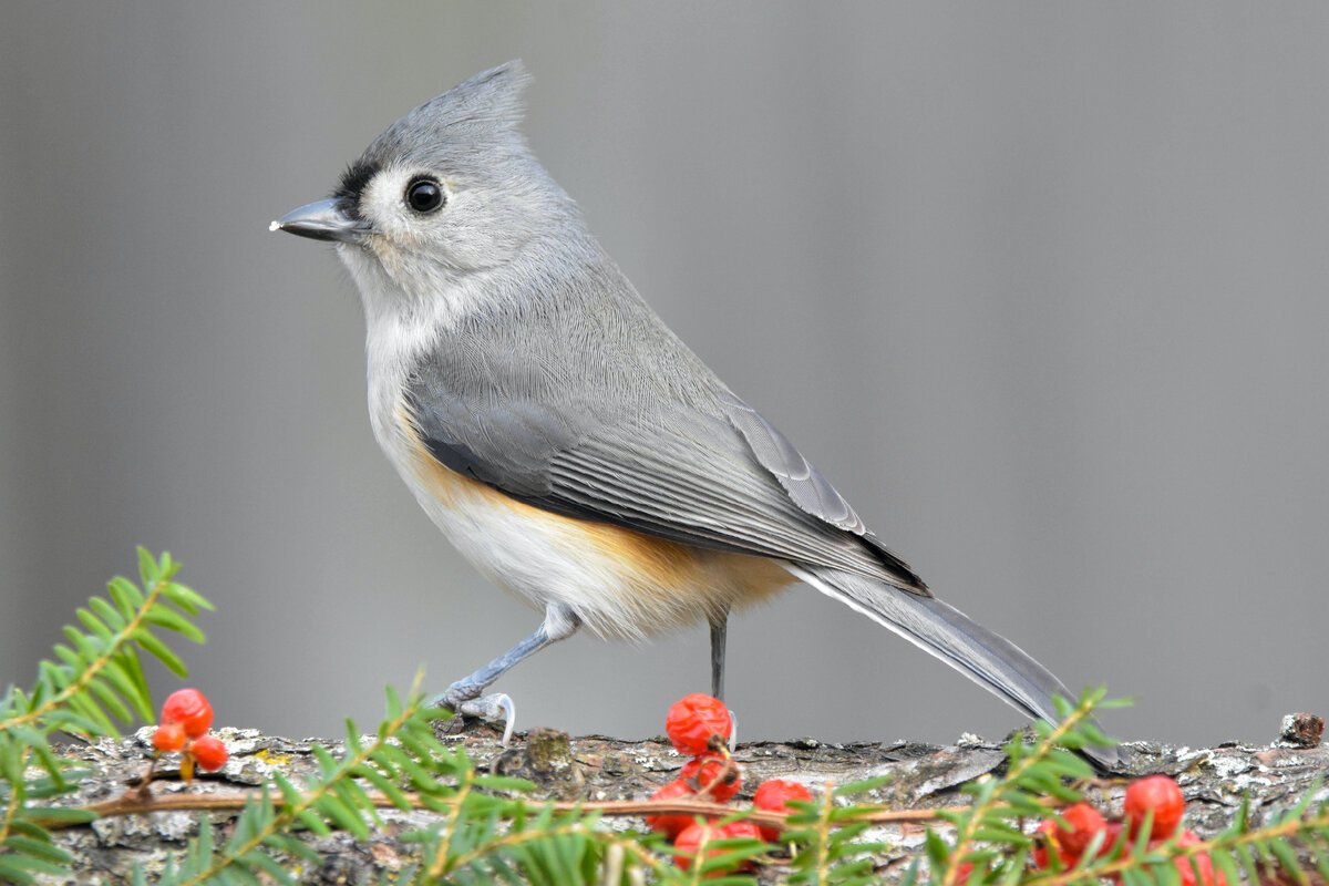 Titmouse Bird