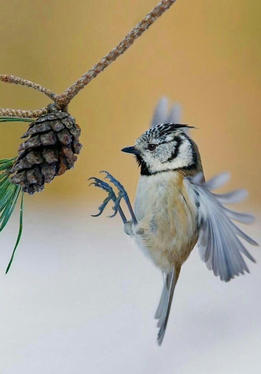 Хохлатая синица