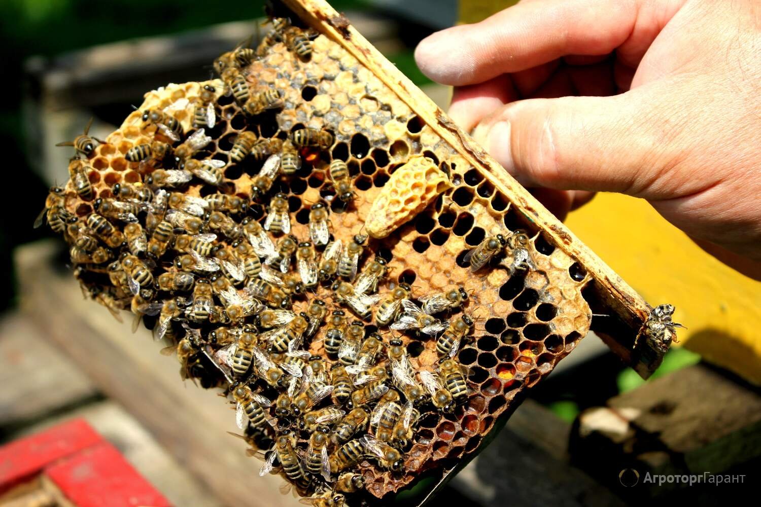 Пчелосемьи купить воронежская. Матка Карника, Карпатка ,Бакфаст. Пчеломатки Карника Карпатка. Пчелиная матка Карпатка. Пчелопакеты Карпатка.