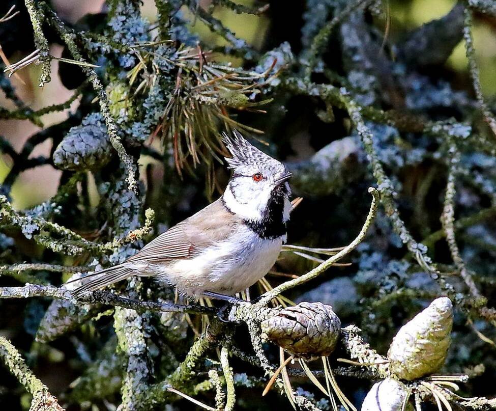 Sakesphorus cristatus