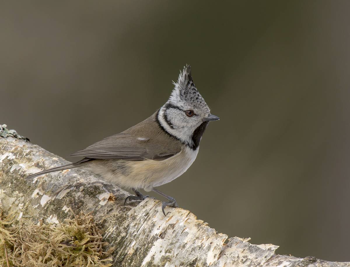 Parus cristatus синица хохлатая