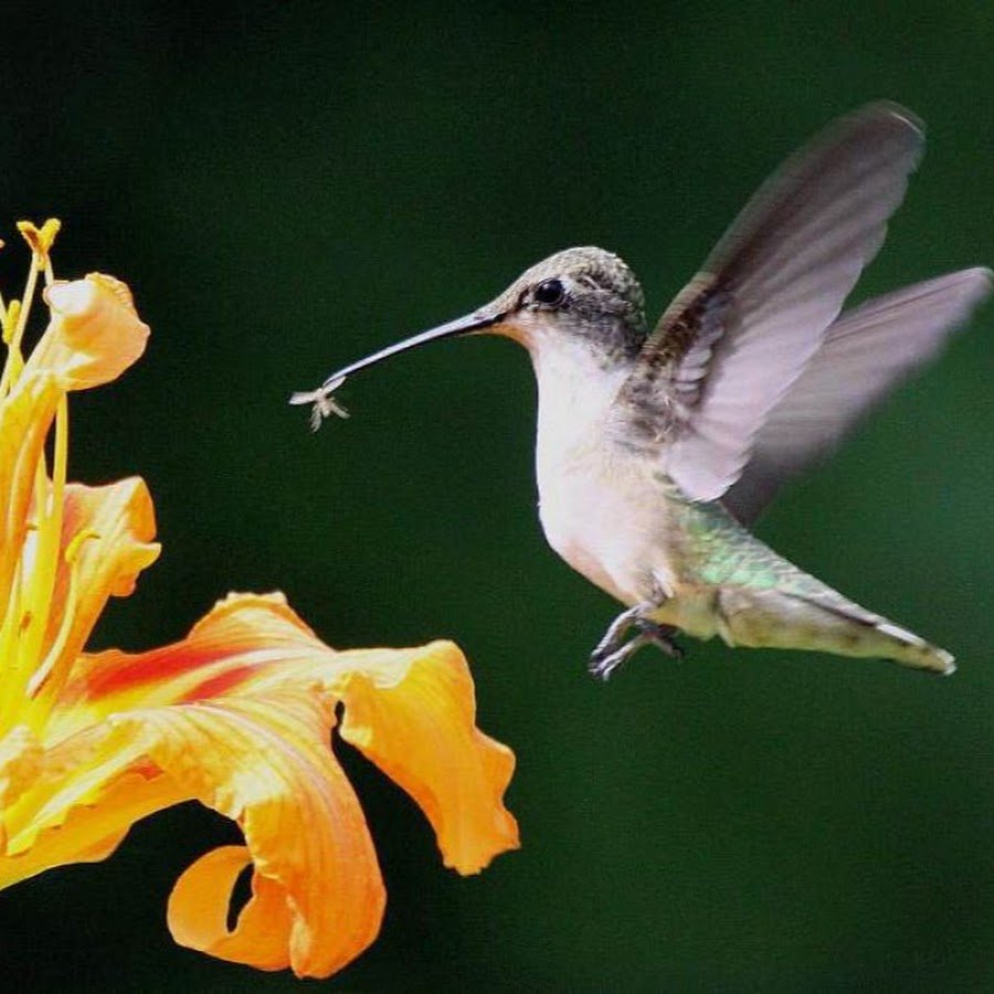 Опылитель синяя птица. Колибри опыляют растения. Охристый Колибри самка. Колибри опыляет цветы. Опыление Колибри.