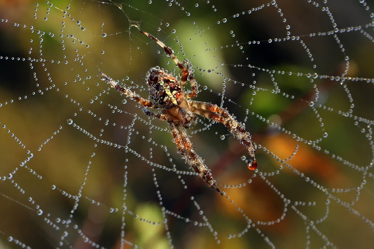 Сеть паука крестовика