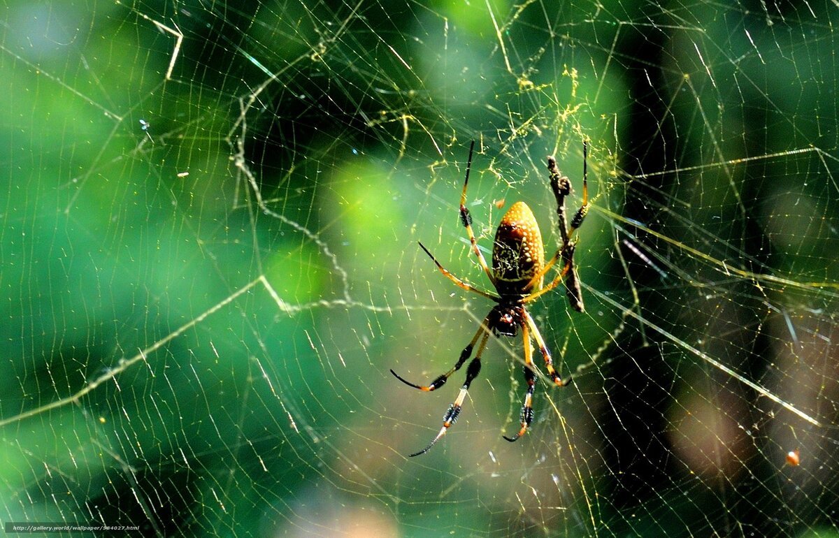 Паутина макро