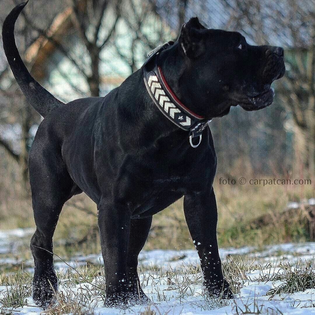 Американский бандог черный